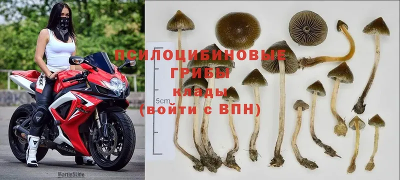 цена наркотик  блэк спрут ССЫЛКА  Псилоцибиновые грибы Psilocybe  Новоаннинский 